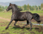 friesians 101-78