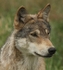 529 WOLF PORTRAIT
