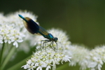 Banded Demoiselle on cow parsnip