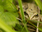 FROGS portfolio