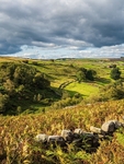 Haworth Moor