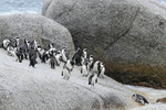 African Penguin group on rock