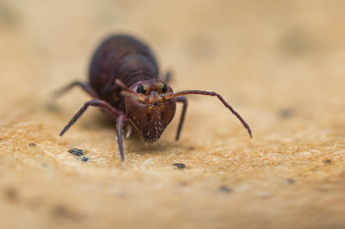 Dicyrtoma
