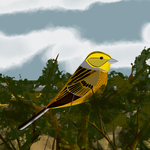 Yellowhammer