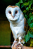 barn owl tyto alba-1073
