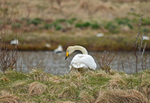 Whooper Swan