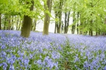 Bluebell Wood Fine art Norfolk photography by The Silent Photographer