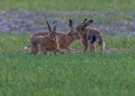 Brown Hares