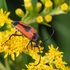 Longicorn Beetles (Stenurella bifasciata)