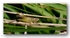5047 Cricket