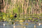 Ferruginous Duck