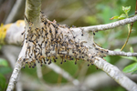 Caterpillar Nest-ACP_9715
