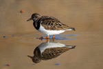 November 2010 - Turnstone