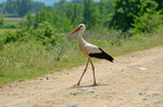 White Stork
