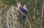 Blue Bellied Rollers.