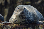 Atlantic Grey Seal
