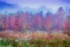 Fall Colors a la Monet