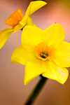 Flower - 6766