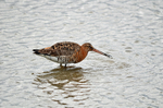 Black-tailed Godwit