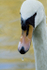 Swan Face _AGT024