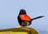 Red Wren Male 3