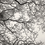 Iced Tree in Black and White Otley Chevin