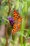 comma butterfly Polygonia c-album-2508