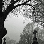 Fernhill Fog