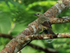 Palm Tanager, Gamboa, Panama