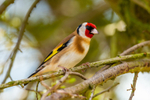 goldfinch Carduelis carduelis-1914