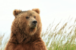Feeding Brown Bear looks up, Silver Salmon Creek, Alaska