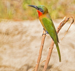 Red Throated Bee Eater