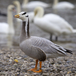 Bar-headed Goose portfolio