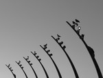 The Birds 01