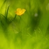 The Beauty of a Buttercup