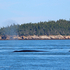 Whale Blow - #3