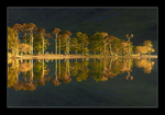 Reflected Pines