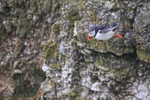 Atlantic Puffin stationary in flight, in strong breeze, Bempton Cliffs