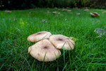 Armillaria mellea - (Honey fungus) - ACP04871-2