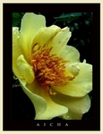 Rosa 'Aicha' 2