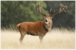 Bellowing in the Rain 