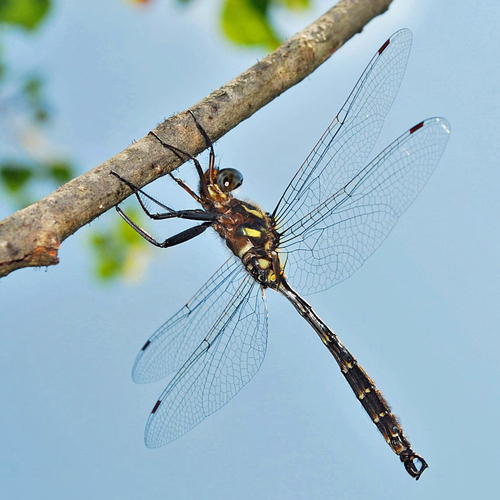 A Clamp-tipped Emerald male.