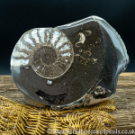 Cut & Polished Whitby Ammonite 056