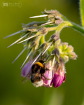 Bumble Bee on Comfrey