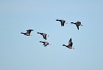 Dark-bellied Brent Geese