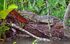 Juvenile Caiman, Costa Rica