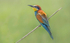 European Bee-eater