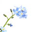 Forget Me Not