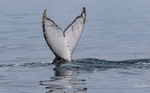 Fluke Reflection