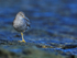Wandering Tattler standing on one leg, Ke'e Beach, Kauai